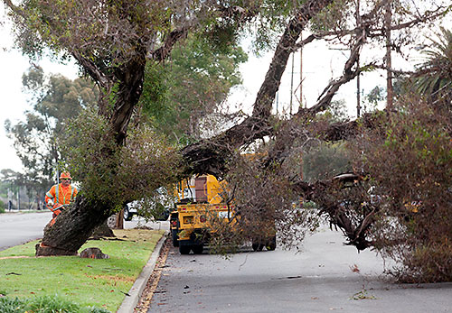 Trees Removed from Claremont Foothill Corridor