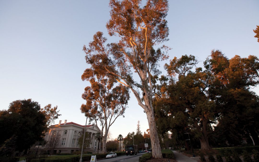 Council tackles trees, priorities in two upcoming workshops