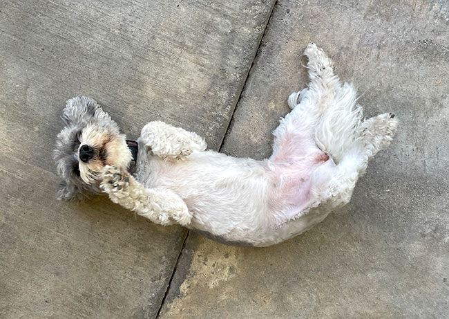 Peaches the Rescue Dog