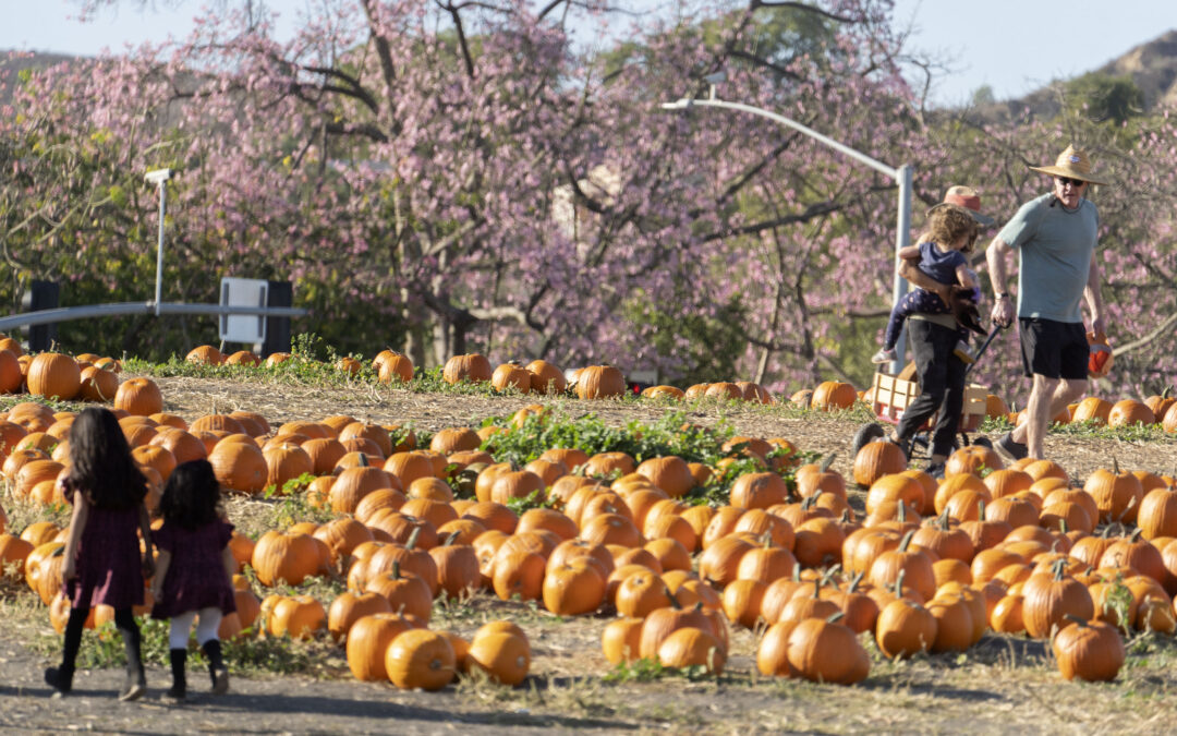 CPP pumpkin fest is back