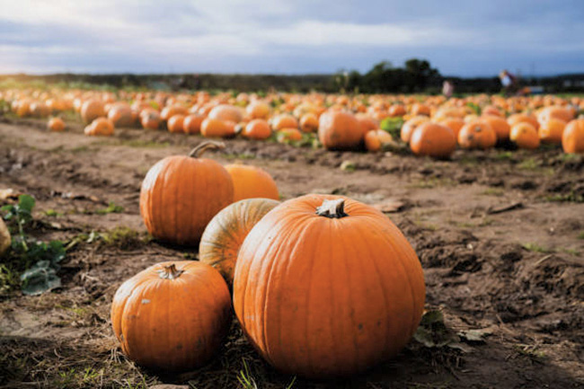 Pitzer’s second Harvest Fest set for Saturday
