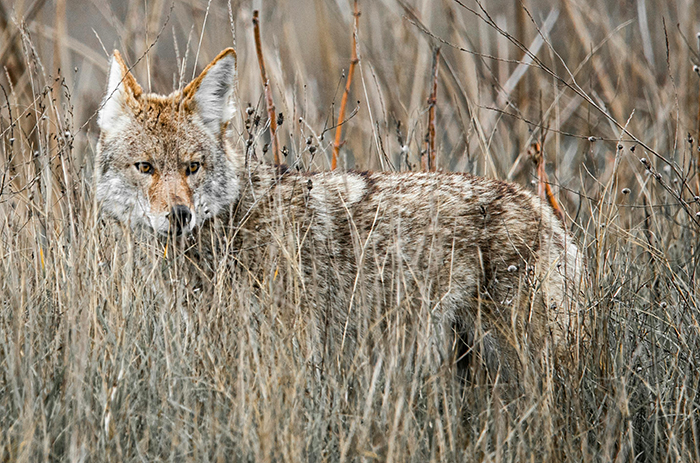 Coyote safety reminders, reporting info