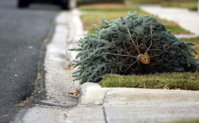 City will pick up Christmas trees in January