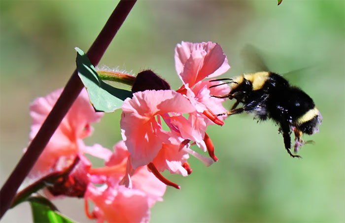 CalBG spring photo contest coming up